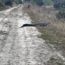 Will Daniels - Lake 2 Ocean Trail (FL)