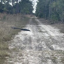 Will Daniels - Lake 2 Ocean Trail (FL)