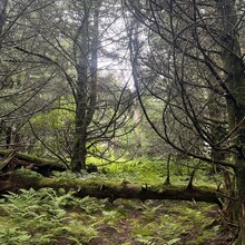 Sarah Baker - AT:  Springer Mtn - Clingmans Dome (GA, TN, NC)