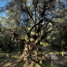 Peter Fairhurst, Stephane Vautier - Corfu Trail - S-N - Long Route