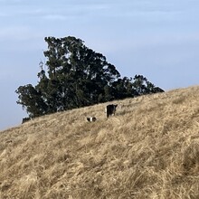 Aude Hofleitner - Pole Mountain via Sea to Sky Trail, Jenner Headlands (CA)