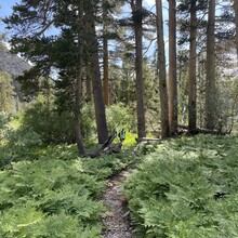 Jessica Wicks, Matt Velinder - John Muir Trail via Whitney Portal (CA)