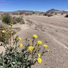 Peter Kesting - Mojave Road (CA, NV)