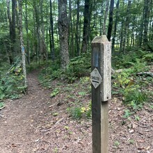 Sarah Baker - Appalachian Trail: Roan Mountain Highlands (TN)