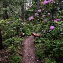 Carly Peterson - PCT: Bridge of the Gods - Timberline Lodge (OR)