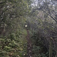 Scott Curdie - River Ayr Way (UK)