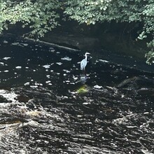 Scott Curdie - River Ayr Way (UK)