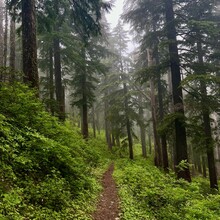 Carly Peterson - PCT: Bridge of the Gods - Timberline Lodge (OR)