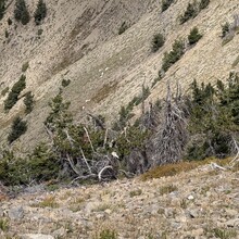 Samuel Jenkins - PURL — Provo Ultimate Ridge Linkup