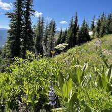 Jaysun Pine - Donner Crest