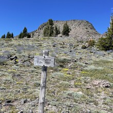 Jaysun Pine - Donner Crest