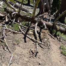 Jaysun Pine - Donner Crest