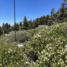 Jaysun Pine - Donner Crest