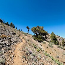 Holly Ryerson - PCT CA Section J - Sonora Pass to Echo Lake