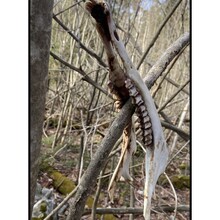 Chantal Demers - Kitchitwaa Shkwaandem-Heaven's Gate