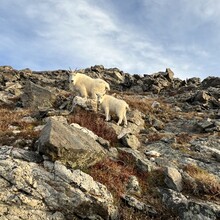 Joseph DeMoor - Torreys to Bierstadt (CO)