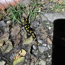 Andrea Mondini - Meraner Waalwege (Italy)