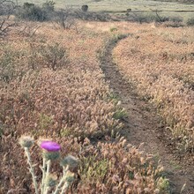 Carol Northrup - Black Canyon Trail (AZ)