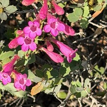 Carol Northrup - Black Canyon Trail (AZ)