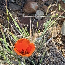 Carol Northrup - Black Canyon Trail (AZ)