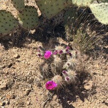 Carol Northrup - Black Canyon Trail (AZ)
