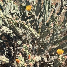 Carol Northrup - Black Canyon Trail (AZ)