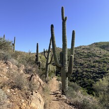 Carol Northrup - Black Canyon Trail (AZ)