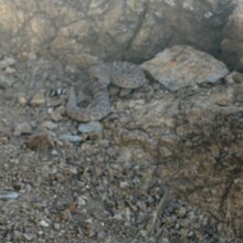 Carol Northrup - Black Canyon Trail (AZ)