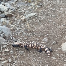 Carol Northrup - Black Canyon Trail (AZ)