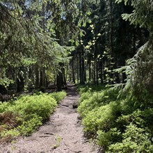 Daniela Löffler - Zschirnstein Trail