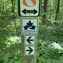 Chantal Demers - The Great Trail:  Webb Rd - Goodwood Rd (ON, Canada)