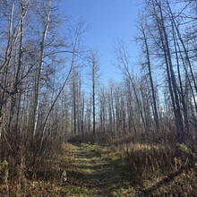 Victoria Perron - Wood Bison Trail (AB, Canada)
