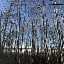 Victoria Perron - Wood Bison Trail (AB, Canada)