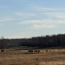 Victoria Perron - Wood Bison Trail (AB, Canada)