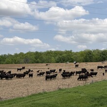 Mandi Pralle - Run Across Iowa (IA)