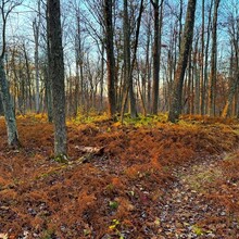 Misty Nielsen - Susquehannock Trail System Loop, Southern Gateway (PA)