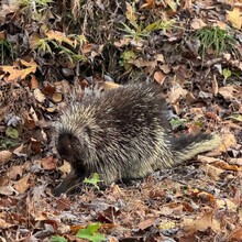 Misty Nielsen - Susquehannock Trail System Loop, Southern Gateway (PA)