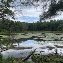 Sarah Nelson - Robert Frost Trail (MA)