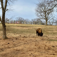 Claire Todd - The Trexler Double