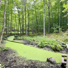 Laura Headley - Frontenac Provincial Park - North