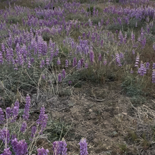 Rob Manley - The Mighty U