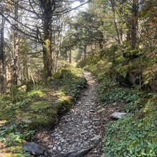 Stosh Wojcik - Downtown Gatlinburg to Cliff Tops Vertical Mile Out & Back