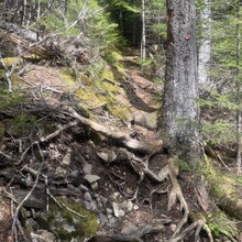 Brandon McCluskey - Lighthouse Trail (NB, Canada)