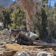 Holly Hoskins - Big SEKI Loop