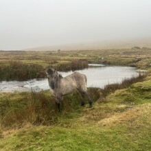 Justin Nicholas - Dartmoor 500 (United Kingdom)