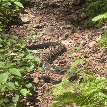 Phil Maynard - Susquehannock Trail System Loop, Southern Gateway (PA)