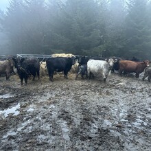 Justin Nicholas - Dartmoor 500 (United Kingdom)