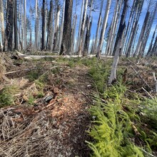 Taylor Nowlin - Oneonta Gorge Falls Loop (OR)