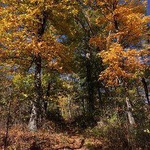 Rachel Corrigan - Wild Oak Trail (VA)