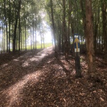 David Green - Caminho da Fé – Borborema to Aparecida